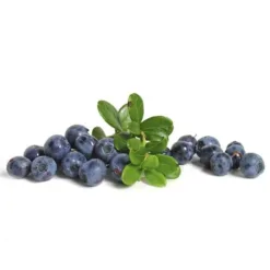 Organic Blueberries