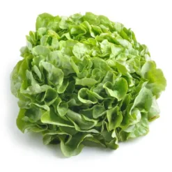 Organic Butter Lettuce